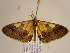 ( - BC ZSM Lep 97106)  @12 [ ] CreativeCommons - Attribution Non-Commercial Share-Alike (2017) SNSB, Staatliche Naturwissenschaftliche Sammlungen Bayerns ZSM (SNSB, Zoologische Staatssammlung Muenchen)