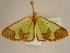  ( - BC ZSM Lep 97107)  @14 [ ] CreativeCommons - Attribution Non-Commercial Share-Alike (2017) SNSB, Staatliche Naturwissenschaftliche Sammlungen Bayerns ZSM (SNSB, Zoologische Staatssammlung Muenchen)