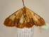  (Zamarada corroborataAH05Ca - BC ZSM Lep 97108)  @13 [ ] CreativeCommons - Attribution Non-Commercial Share-Alike (2017) SNSB, Staatliche Naturwissenschaftliche Sammlungen Bayerns ZSM (SNSB, Zoologische Staatssammlung Muenchen)