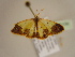  (Zamarada AH02Ca - BC ZSM Lep 97109)  @13 [ ] CreativeCommons - Attribution Non-Commercial Share-Alike (2017) SNSB, Staatliche Naturwissenschaftliche Sammlungen Bayerns ZSM (SNSB, Zoologische Staatssammlung Muenchen)