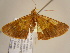  (Zamarada AH03Ca - BC ZSM Lep 97110)  @13 [ ] CreativeCommons - Attribution Non-Commercial Share-Alike (2017) SNSB, Staatliche Naturwissenschaftliche Sammlungen Bayerns ZSM (SNSB, Zoologische Staatssammlung Muenchen)