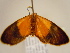  ( - BC ZSM Lep 97115)  @13 [ ] CreativeCommons - Attribution Non-Commercial Share-Alike (2017) SNSB, Staatliche Naturwissenschaftliche Sammlungen Bayerns ZSM (SNSB, Zoologische Staatssammlung Muenchen)