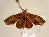  ( - BC ZSM Lep 97134)  @12 [ ] CreativeCommons - Attribution Non-Commercial Share-Alike (2017) SNSB, Staatliche Naturwissenschaftliche Sammlungen Bayerns ZSM (SNSB, Zoologische Staatssammlung Muenchen)