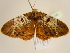  (Xylopteryx nebulata - BC ZSM Lep 97135)  @14 [ ] CreativeCommons - Attribution Non-Commercial Share-Alike (2017) SNSB, Staatliche Naturwissenschaftliche Sammlungen Bayerns ZSM (SNSB, Zoologische Staatssammlung Muenchen)