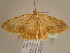  ( - BC ZSM Lep 97141)  @13 [ ] CreativeCommons - Attribution Non-Commercial Share-Alike (2017) SNSB, Staatliche Naturwissenschaftliche Sammlungen Bayerns ZSM (SNSB, Zoologische Staatssammlung Muenchen)