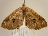  ( - BC ZSM Lep 97146)  @12 [ ] CreativeCommons - Attribution Non-Commercial Share-Alike (2017) SNSB, Staatliche Naturwissenschaftliche Sammlungen Bayerns ZSM (SNSB, Zoologische Staatssammlung Muenchen)