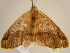  ( - BC ZSM Lep 97150)  @12 [ ] CreativeCommons - Attribution Non-Commercial Share-Alike (2017) SNSB, Staatliche Naturwissenschaftliche Sammlungen Bayerns ZSM (SNSB, Zoologische Staatssammlung Muenchen)