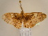  ( - BC ZSM Lep 97160)  @12 [ ] CreativeCommons - Attribution Non-Commercial Share-Alike (2017) SNSB, Staatliche Naturwissenschaftliche Sammlungen Bayerns ZSM (SNSB, Zoologische Staatssammlung Muenchen)
