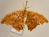  ( - BC ZSM Lep 97172)  @13 [ ] CreativeCommons - Attribution Non-Commercial Share-Alike (2017) SNSB, Staatliche Naturwissenschaftliche Sammlungen Bayerns ZSM (SNSB, Zoologische Staatssammlung Muenchen)