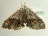 ( - BC ZSM Lep 97212)  @13 [ ] CreativeCommons - Attribution Non-Commercial Share-Alike (2017) SNSB, Staatliche Naturwissenschaftliche Sammlungen Bayerns ZSM (SNSB, Zoologische Staatssammlung Muenchen)