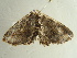  ( - BC ZSM Lep 97255)  @13 [ ] CreativeCommons - Attribution Non-Commercial Share-Alike (2017) SNSB, Staatliche Naturwissenschaftliche Sammlungen Bayerns ZSM (SNSB, Zoologische Staatssammlung Muenchen)