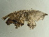  ( - BC ZSM Lep 97259)  @12 [ ] CreativeCommons - Attribution Non-Commercial Share-Alike (2017) SNSB, Staatliche Naturwissenschaftliche Sammlungen Bayerns ZSM (SNSB, Zoologische Staatssammlung Muenchen)