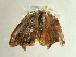  (Epicampoptera AH01Ca - BC ZSM Lep 97282)  @12 [ ] CreativeCommons - Attribution Non-Commercial Share-Alike (2017) SNSB, Staatliche Naturwissenschaftliche Sammlungen Bayerns ZSM (SNSB, Zoologische Staatssammlung Muenchen)
