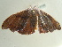  ( - BC ZSM Lep 97288)  @12 [ ] CreativeCommons - Attribution Non-Commercial Share-Alike (2017) SNSB, Staatliche Naturwissenschaftliche Sammlungen Bayerns ZSM (SNSB, Zoologische Staatssammlung Muenchen)