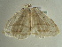  ( - BC ZSM Lep 97290)  @12 [ ] CreativeCommons - Attribution Non-Commercial Share-Alike (2017) SNSB, Staatliche Naturwissenschaftliche Sammlungen Bayerns ZSM (SNSB, Zoologische Staatssammlung Muenchen)