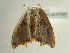  ( - BC ZSM Lep 97295)  @12 [ ] CreativeCommons - Attribution Non-Commercial Share-Alike (2017) SNSB, Staatliche Naturwissenschaftliche Sammlungen Bayerns ZSM (SNSB, Zoologische Staatssammlung Muenchen)