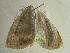  ( - BC ZSM Lep 97298)  @12 [ ] CreativeCommons - Attribution Non-Commercial Share-Alike (2017) SNSB, Staatliche Naturwissenschaftliche Sammlungen Bayerns ZSM (SNSB, Zoologische Staatssammlung Muenchen)