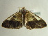  ( - BC ZSM Lep 97304)  @14 [ ] CreativeCommons - Attribution Non-Commercial Share-Alike (2017) SNSB, Staatliche Naturwissenschaftliche Sammlungen Bayerns ZSM (SNSB, Zoologische Staatssammlung Muenchen)