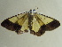  ( - BC ZSM Lep 97306)  @13 [ ] CreativeCommons - Attribution Non-Commercial Share-Alike (2017) SNSB, Staatliche Naturwissenschaftliche Sammlungen Bayerns ZSM (SNSB, Zoologische Staatssammlung Muenchen)