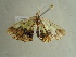 ( - BC ZSM Lep 97312)  @12 [ ] CreativeCommons - Attribution Non-Commercial Share-Alike (2017) SNSB, Staatliche Naturwissenschaftliche Sammlungen Bayerns ZSM (SNSB, Zoologische Staatssammlung Muenchen)