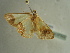  ( - BC ZSM Lep 97322)  @12 [ ] CreativeCommons - Attribution Non-Commercial Share-Alike (2017) SNSB, Staatliche Naturwissenschaftliche Sammlungen Bayerns ZSM (SNSB, Zoologische Staatssammlung Muenchen)