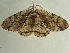 (Zeuctoboarmia ruandanaAH02CaGh - BC ZSM Lep 97330)  @13 [ ] CreativeCommons - Attribution Non-Commercial Share-Alike (2017) SNSB, Staatliche Naturwissenschaftliche Sammlungen Bayerns ZSM (SNSB, Zoologische Staatssammlung Muenchen)