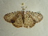 ( - BC ZSM Lep 97347)  @12 [ ] CreativeCommons - Attribution Non-Commercial Share-Alike (2017) SNSB, Staatliche Naturwissenschaftliche Sammlungen Bayerns ZSM (SNSB, Zoologische Staatssammlung Muenchen)
