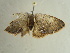  ( - BC ZSM Lep 97348)  @12 [ ] CreativeCommons - Attribution Non-Commercial Share-Alike (2017) SNSB, Staatliche Naturwissenschaftliche Sammlungen Bayerns ZSM (SNSB, Zoologische Staatssammlung Muenchen)