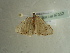  ( - BC ZSM Lep 97352)  @12 [ ] CreativeCommons - Attribution Non-Commercial Share-Alike (2017) SNSB, Staatliche Naturwissenschaftliche Sammlungen Bayerns ZSM (SNSB, Zoologische Staatssammlung Muenchen)