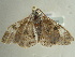  ( - BC ZSM Lep 97385)  @14 [ ] CreativeCommons - Attribution Non-Commercial Share-Alike (2017) SNSB, Staatliche Naturwissenschaftliche Sammlungen Bayerns ZSM (SNSB, Zoologische Staatssammlung Muenchen)