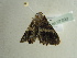  ( - BC ZSM Lep 97390)  @13 [ ] CreativeCommons - Attribution Non-Commercial Share-Alike (2017) SNSB, Staatliche Naturwissenschaftliche Sammlungen Bayerns ZSM (SNSB, Zoologische Staatssammlung Muenchen)