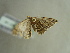  ( - BC ZSM Lep 97417)  @12 [ ] CreativeCommons - Attribution Non-Commercial Share-Alike (2017) SNSB, Staatliche Naturwissenschaftliche Sammlungen Bayerns ZSM (SNSB, Zoologische Staatssammlung Muenchen)