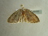  ( - BC ZSM Lep 97430)  @12 [ ] CreativeCommons - Attribution Non-Commercial Share-Alike (2017) SNSB, Staatliche Naturwissenschaftliche Sammlungen Bayerns ZSM (SNSB, Zoologische Staatssammlung Muenchen)