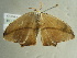 ( - BC ZSM Lep 97468)  @13 [ ] CreativeCommons - Attribution Non-Commercial Share-Alike (2017) SNSB, Staatliche Naturwissenschaftliche Sammlungen Bayerns ZSM (SNSB, Zoologische Staatssammlung Muenchen)