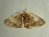  ( - BC ZSM Lep 97497)  @12 [ ] CreativeCommons - Attribution Non-Commercial Share-Alike (2017) SNSB, Staatliche Naturwissenschaftliche Sammlungen Bayerns ZSM (SNSB, Zoologische Staatssammlung Muenchen)