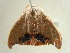  ( - BC ZSM Lep 97525)  @13 [ ] CreativeCommons - Attribution Non-Commercial Share-Alike (2017) SNSB, Staatliche Naturwissenschaftliche Sammlungen Bayerns ZSM (SNSB, Zoologische Staatssammlung Muenchen)