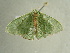  ( - BC ZSM Lep 97543)  @12 [ ] CreativeCommons - Attribution Non-Commercial Share-Alike (2017) SNSB, Staatliche Naturwissenschaftliche Sammlungen Bayerns ZSM (SNSB, Zoologische Staatssammlung Muenchen)