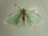  (Prasinocyma tandi - BC ZSM Lep 97544)  @14 [ ] CreativeCommons - Attribution Non-Commercial Share-Alike (2017) SNSB, Staatliche Naturwissenschaftliche Sammlungen Bayerns ZSM (SNSB, Zoologische Staatssammlung Muenchen)