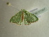  ( - BC ZSM Lep 97567)  @12 [ ] CreativeCommons - Attribution Non-Commercial Share-Alike (2017) SNSB, Staatliche Naturwissenschaftliche Sammlungen Bayerns ZSM (SNSB, Zoologische Staatssammlung Muenchen)