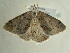  ( - BC ZSM Lep 97571)  @13 [ ] CreativeCommons - Attribution Non-Commercial Share-Alike (2017) SNSB, Staatliche Naturwissenschaftliche Sammlungen Bayerns ZSM (SNSB, Zoologische Staatssammlung Muenchen)