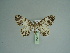  ( - BC ZSM Lep 97964)  @12 [ ] CreativeCommons - Attribution Non-Commercial Share-Alike (2017) SNSB, Staatliche Naturwissenschaftliche Sammlungen Bayerns ZSM (SNSB, Zoologische Staatssammlung Muenchen)