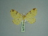  (Opisthograptis mimulina - BC ZSM Lep 97974)  @14 [ ] CreativeCommons - Attribution Non-Commercial Share-Alike (2017) SNSB, Staatliche Naturwissenschaftliche Sammlungen Bayerns ZSM (SNSB, Zoologische Staatssammlung Muenchen)