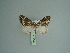  (Ecliptopera substituta - BC ZSM Lep 97980)  @14 [ ] CreativeCommons - Attribution Non-Commercial Share-Alike (2017) SNSB, Staatliche Naturwissenschaftliche Sammlungen Bayerns ZSM (SNSB, Zoologische Staatssammlung Muenchen)