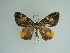  (Photoscotosia - BC ZSM Lep 97987)  @15 [ ] CreativeCommons - Attribution Non-Commercial Share-Alike (2017) SNSB, Staatliche Naturwissenschaftliche Sammlungen Bayerns ZSM (SNSB, Zoologische Staatssammlung Muenchen)
