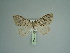  (Heterothera consimilis - BC ZSM Lep 97994)  @13 [ ] CreativeCommons - Attribution Non-Commercial Share-Alike (2017) SNSB, Staatliche Naturwissenschaftliche Sammlungen Bayerns ZSM (SNSB, Zoologische Staatssammlung Muenchen)