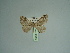  ( - BC ZSM Lep 98005)  @11 [ ] CreativeCommons - Attribution Non-Commercial Share-Alike (2017) SNSB, Staatliche Naturwissenschaftliche Sammlungen Bayerns ZSM (SNSB, Zoologische Staatssammlung Muenchen)