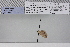  ( - BC ZSM Lep add 00197)  @12 [ ] CreativeCommons - Attribution Non-Commercial Share-Alike (2017) SNSB, Staatliche Naturwissenschaftliche Sammlungen Bayerns ZSM (SNSB, Zoologische Staatssammlung Muenchen)