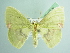  (Rhodochlora mathani - BC ZSM Lep add 00216)  @11 [ ] CreativeCommons - Attribution Non-Commercial Share-Alike (2017) SNSB, Staatliche Naturwissenschaftliche Sammlungen Bayerns ZSM (SNSB, Zoologische Staatssammlung Muenchen)