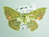  (Rhodochlora niepelti - BC ZSM Lep add 00218)  @11 [ ] CreativeCommons - Attribution Non-Commercial Share-Alike (2017) SNSB, Staatliche Naturwissenschaftliche Sammlungen Bayerns ZSM (SNSB, Zoologische Staatssammlung Muenchen)