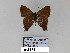  ( - CP Lep 745)  @13 [ ] CreativeCommons - Attribution Non-Commercial Share-Alike (2017) SNSB, Staatliche Naturwissenschaftliche Sammlungen Bayerns ZSM (SNSB, Zoologische Staatssammlung Muenchen)